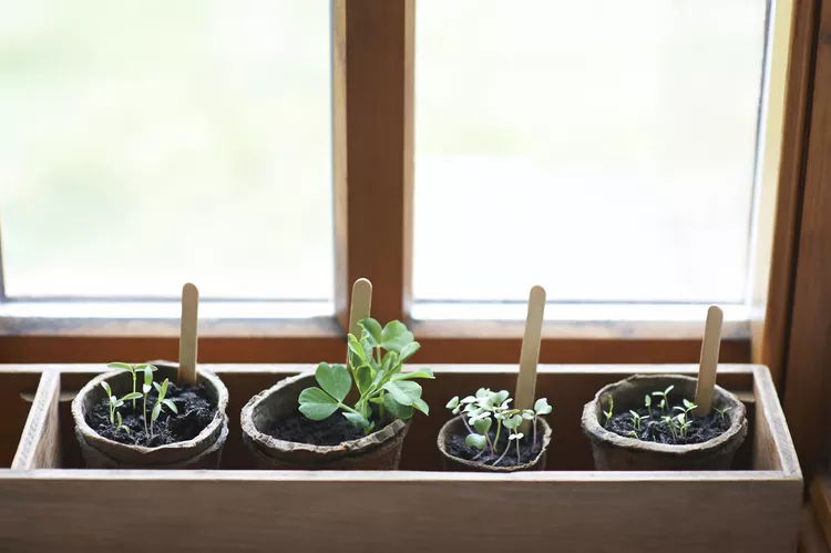a-mixture-of-young-seedlings-growing-in-window-sill-box-with-plastic-free-compostable-pots