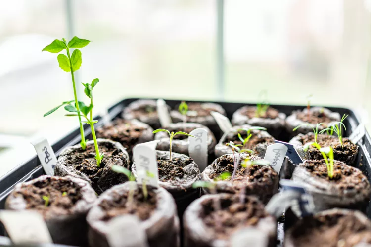 peat-pellets-macro-closeup-on-black-tray-for-potted-plants-containers-by-window-on-table-for-growing-tomato-and-peak-indoor-garden