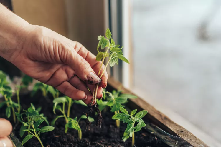 planting-by-hands-young-shoots-in-new-wooden-pot