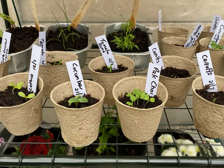 seedlings-planted-in-pots-and-labelled