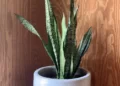 snakeplant-80f1e721ff1a436aa3ec4f3b58e9502a