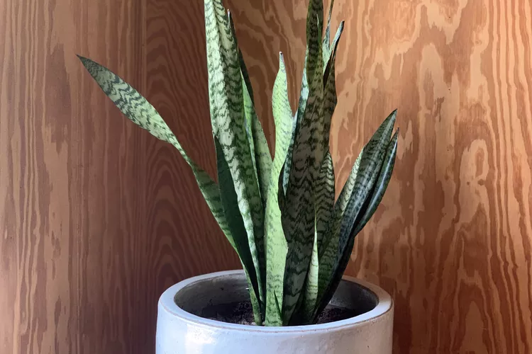 snakeplant-80f1e721ff1a436aa3ec4f3b58e9502a