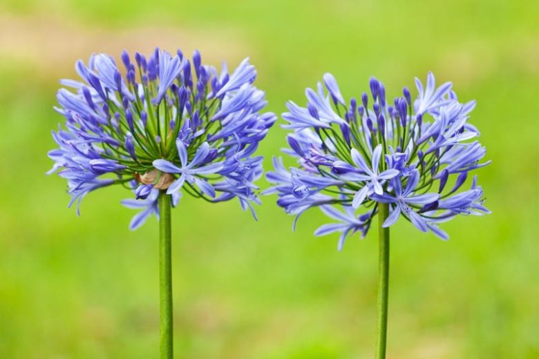 Agapanthus (African Lily)