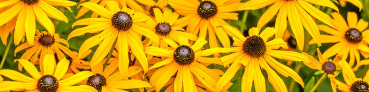 Black-Eyed Susan