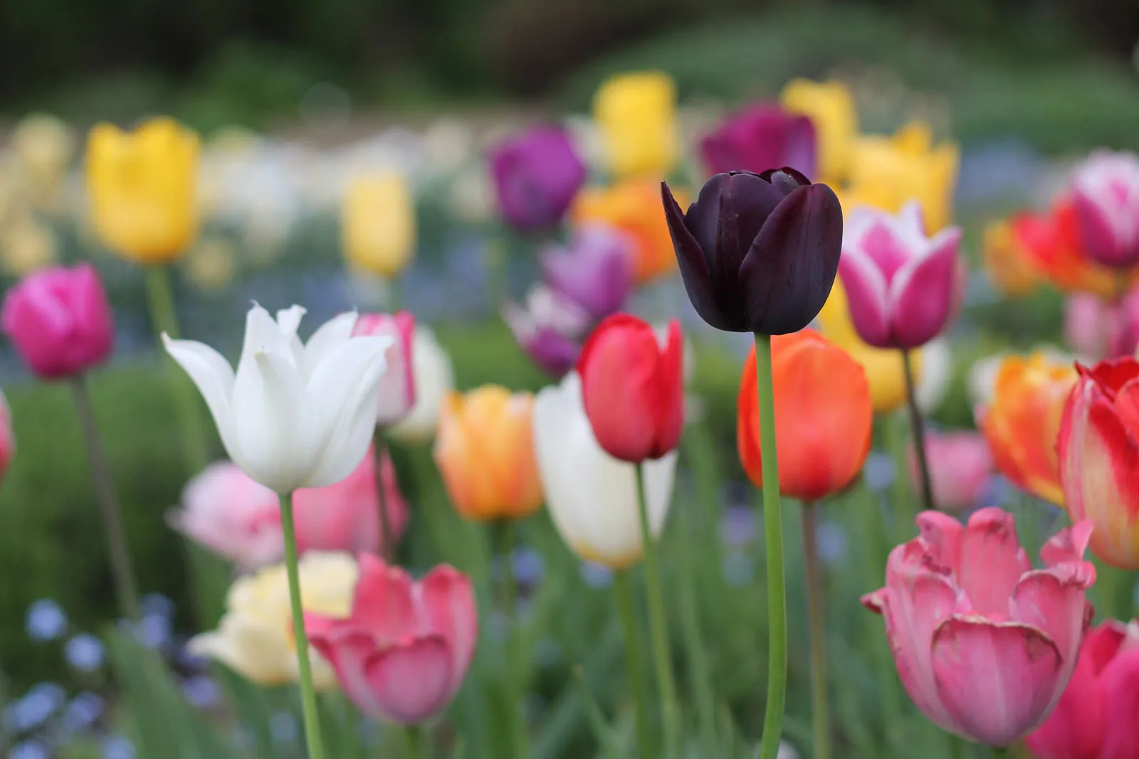 Coloful-tulip-flowers
