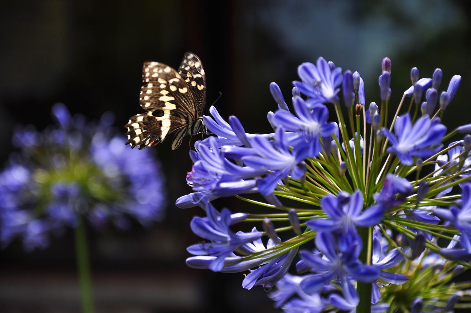 butterfly-on-agapanthus