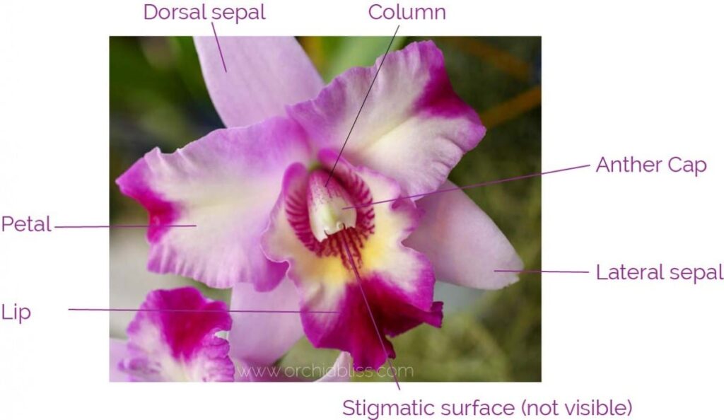 basic-orchid-flower-anatomy