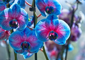 blue-orchids