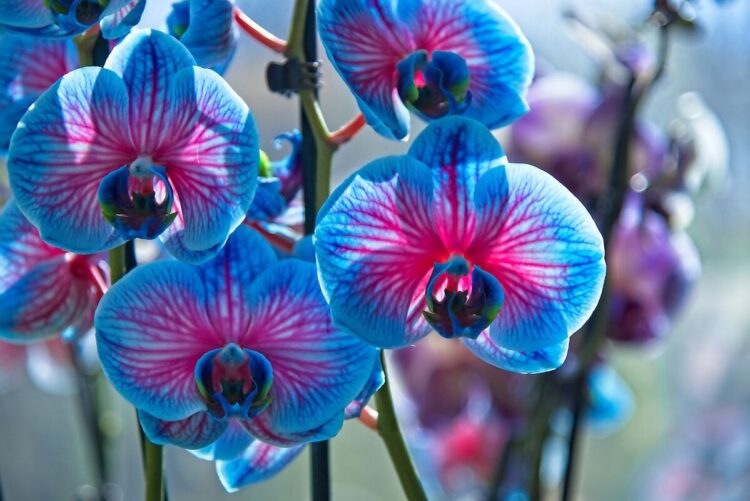 blue-orchids