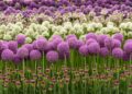 ornamental-onion-varieties