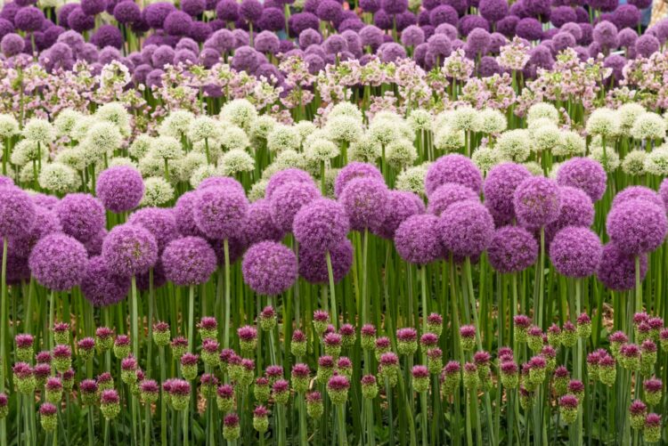 ornamental-onion-varieties