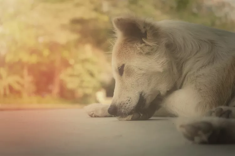 __opt__aboutcom__coeus__resources__content_migration__mnn__images__2016__05__dog-chewing-paws-1349c0c0c41c4fc584ace101e395ae5a