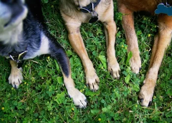 __opt__aboutcom__coeus__resources__content_migration__mnn__images__2016__05__dog-paws-in-grass-baca3777f92d4bca8eb35d896de130c7