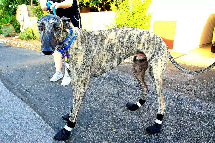 __opt__aboutcom__coeus__resources__content_migration__mnn__images__2016__05__greyhound-wearing-booties