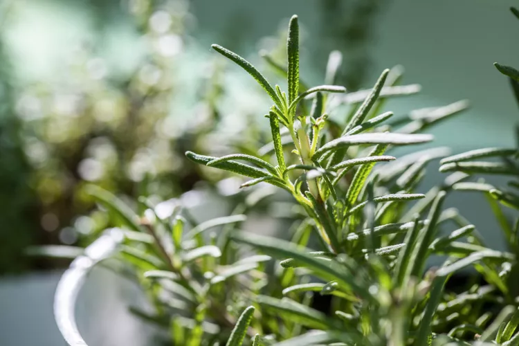 Rosemary Hair Rinse