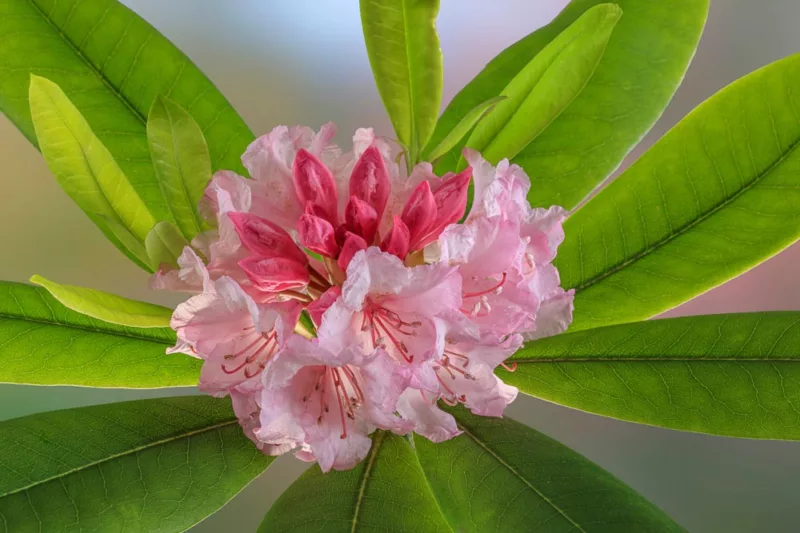 Rhododendron