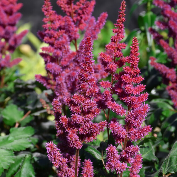 Chinese Astilbe