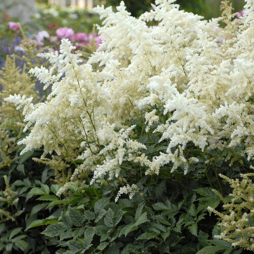 Japanese Astilbe