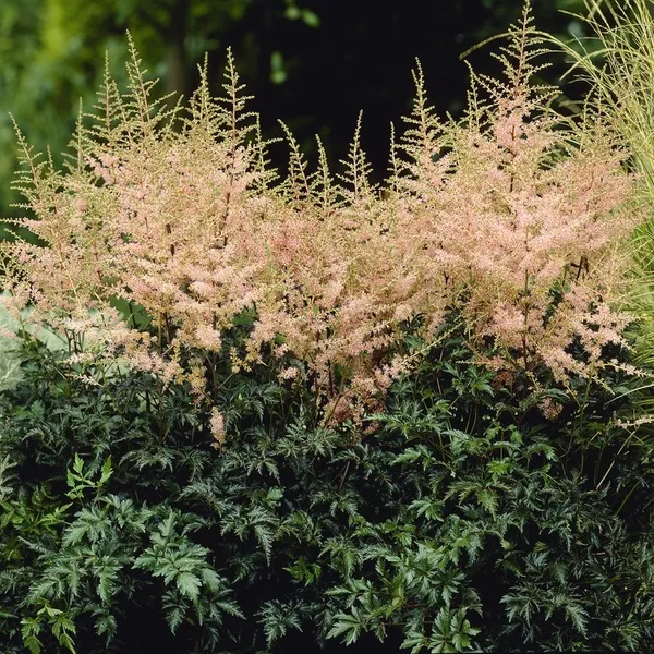 Star Astilbe