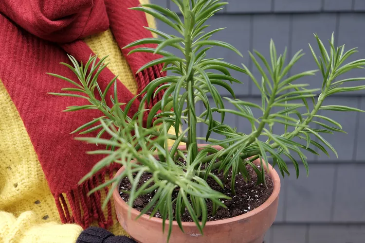 TH_how-to-bring-your-plants-indoors-for-the-fall-4863778-5-ab3eaebd177d440789aed5eeee2f2969