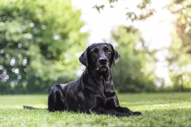 a-labrador-outside