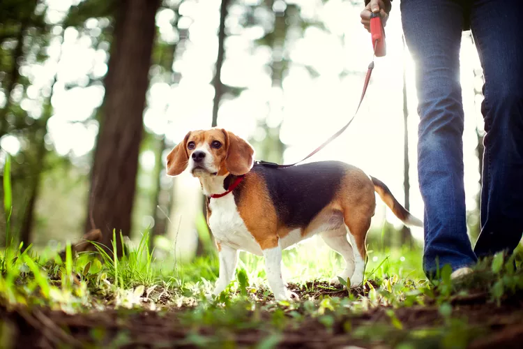 beagle-on-walk-in-forest-park