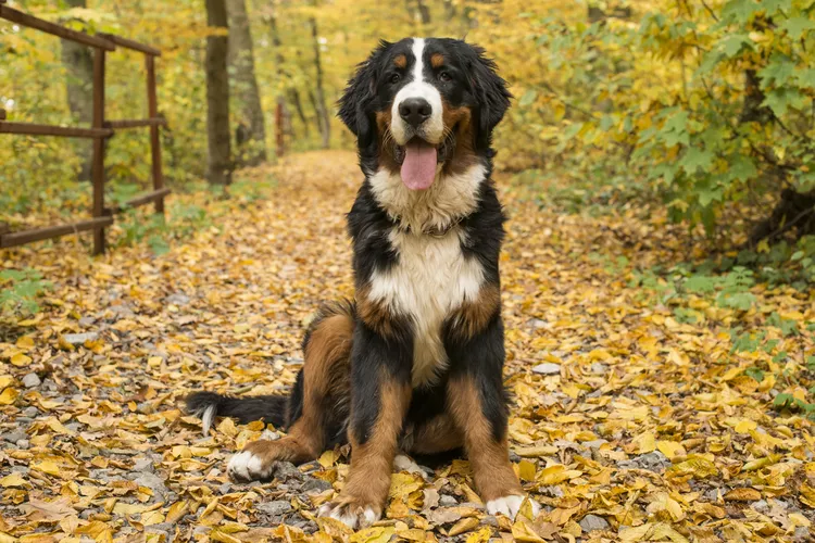 bernese-mountain-dog--autumn-forest--transylvania--romania