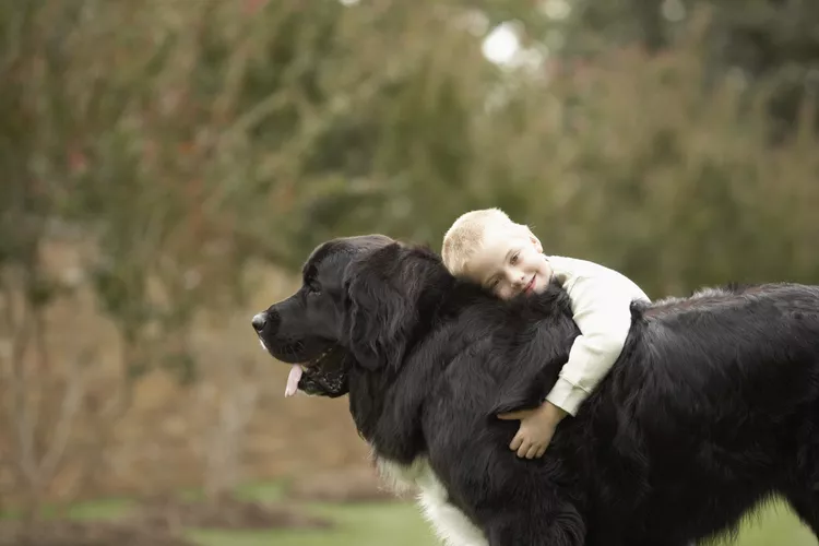 boy--6-7--hugging-black-newfoundland-outdoors