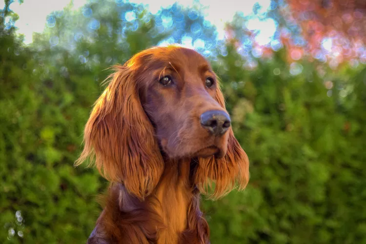 close-up-of-irish-setter-against-trees