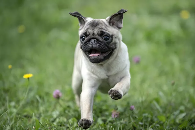 dog-running-on-grass