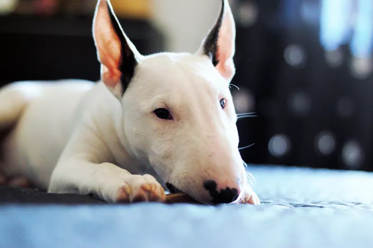 english-bull-terrier-biting-stick-on-bed