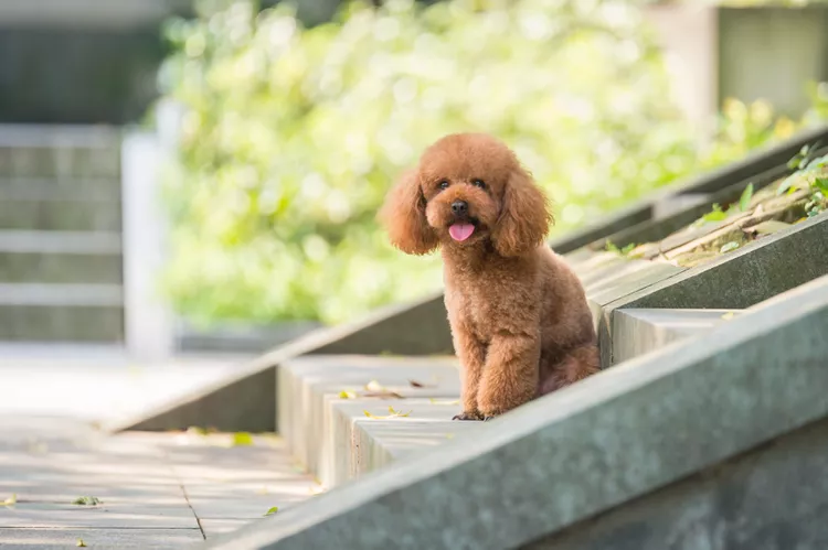 lovely-poodle