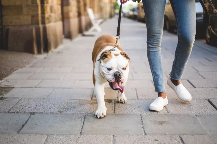 low-section-of-woman-walking-with-english-bulldog-on-sidewalk