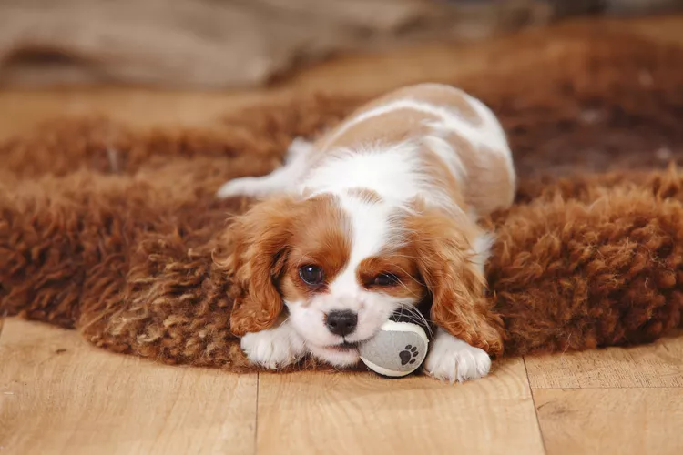 portrait-of-cavalier-king-charles-spaniel-puppy-lying-on-sheep-skin