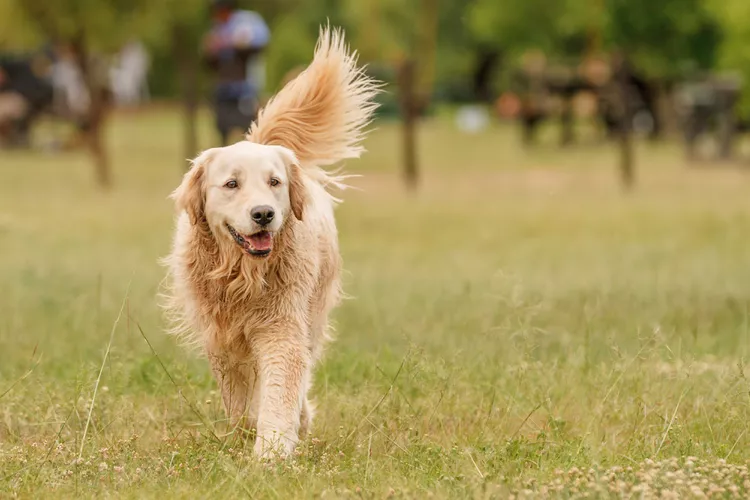 walking-golden-retriever