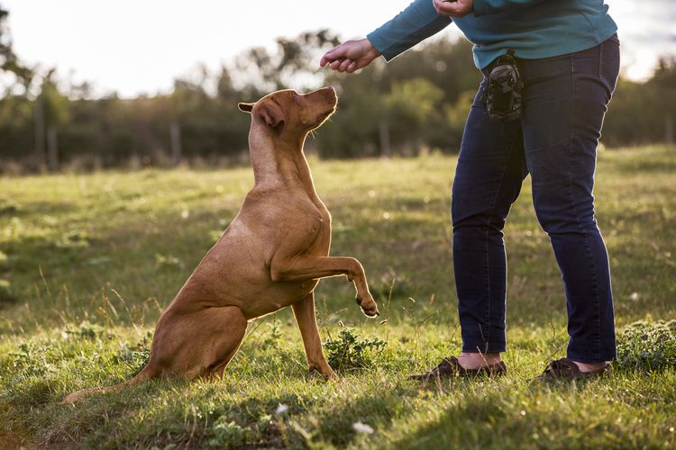 woman-training-vizla-dog-with-a-lifted-paw-sitting-in-a-meadow