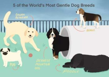 worlds-most-gentle-dog-breeds