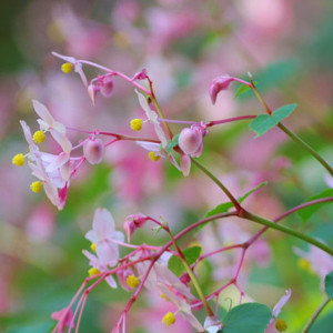 Hardy Begonia (Begonia grandis)