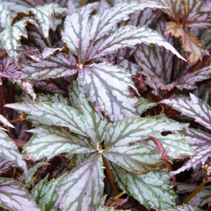 Rex Begonia (Begonia rex)