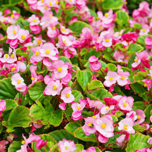 Wax Begonia (Begonia x semperflorens-cultorum)