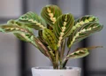 Maranta