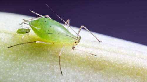 Aphid-closeup-view