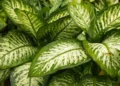 Dieffenbachia-1