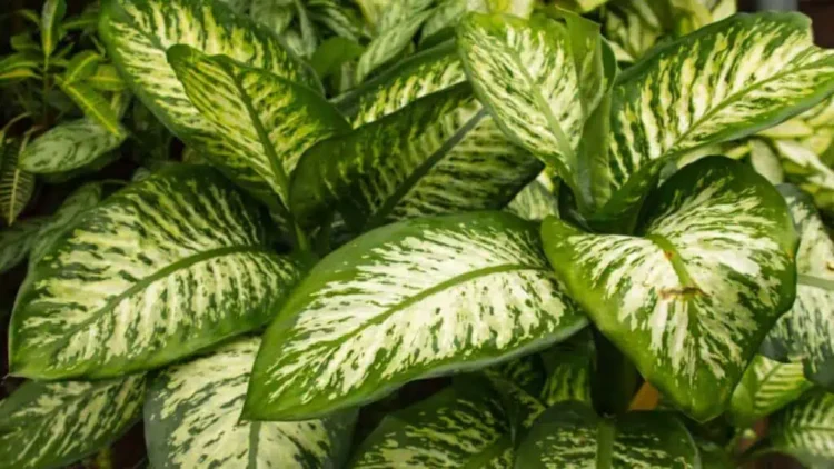 Dieffenbachia-1