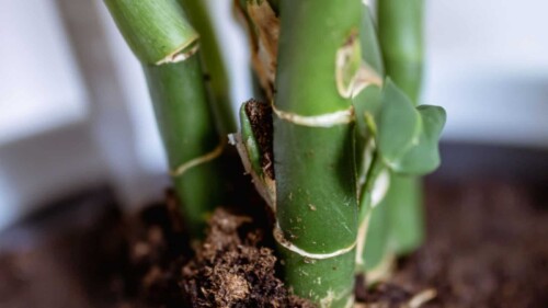 Dieffenbachia-new-growth