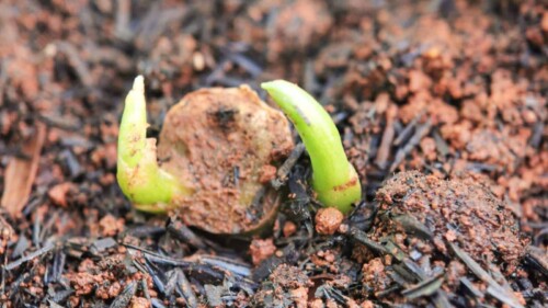 Dieffenbachia-sprout