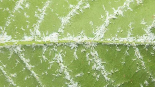 Leaf-infested-with-mealybugs