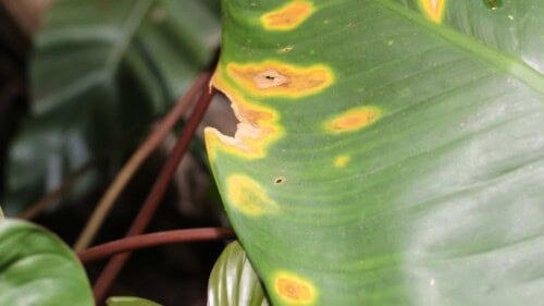 Leaf-spot-disease-on-dieffenbachia