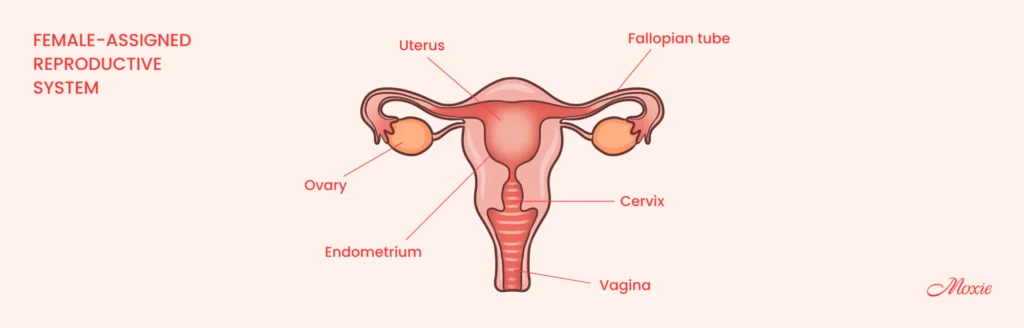 Reproductive-system