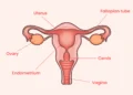 Reproductive-system